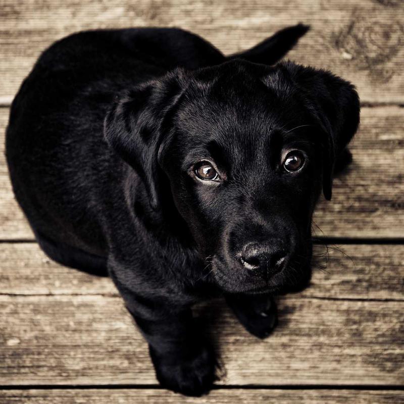 Pet